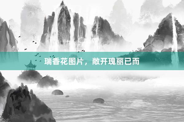 瑞香花图片，敞开瑰丽已而